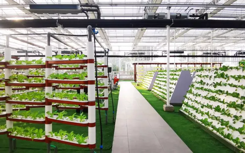 Glass Greenhouses: The Perfect Environment for Thriving Plants